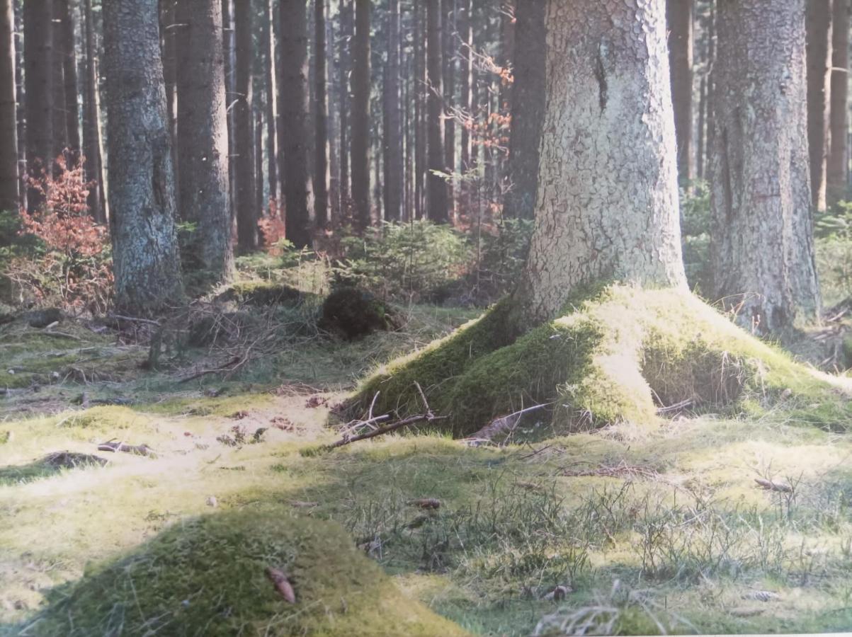Ferienresidenz Wurmbergblick Appartement Braunlage Buitenkant foto